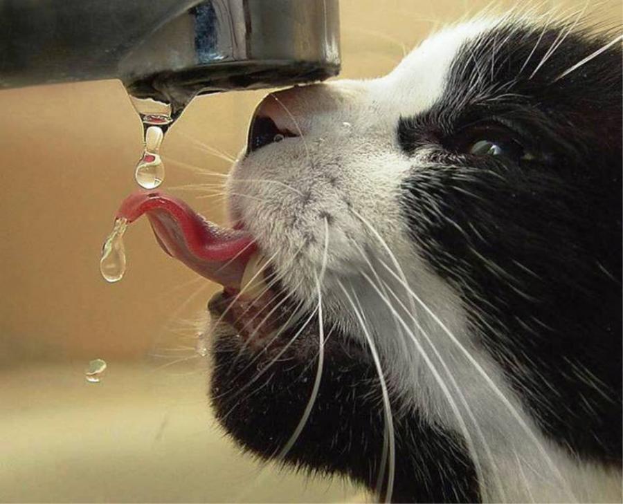 随机公牛主力低迷惨败猛龙，公牛对猛龙预测