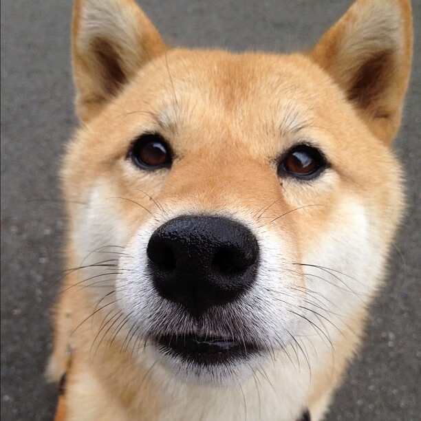 河床与独立队争夺积分榜优势,河床是什么联赛