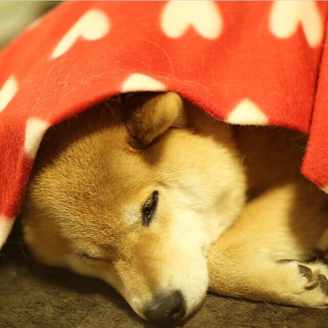 五大联赛裁判技术是否影响比赛公平性,五大联赛裁判工资