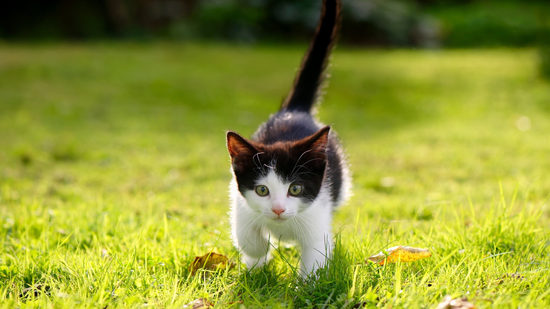 开云下载-斯图加特前后联动提升推进稳定性，斯图加特0607