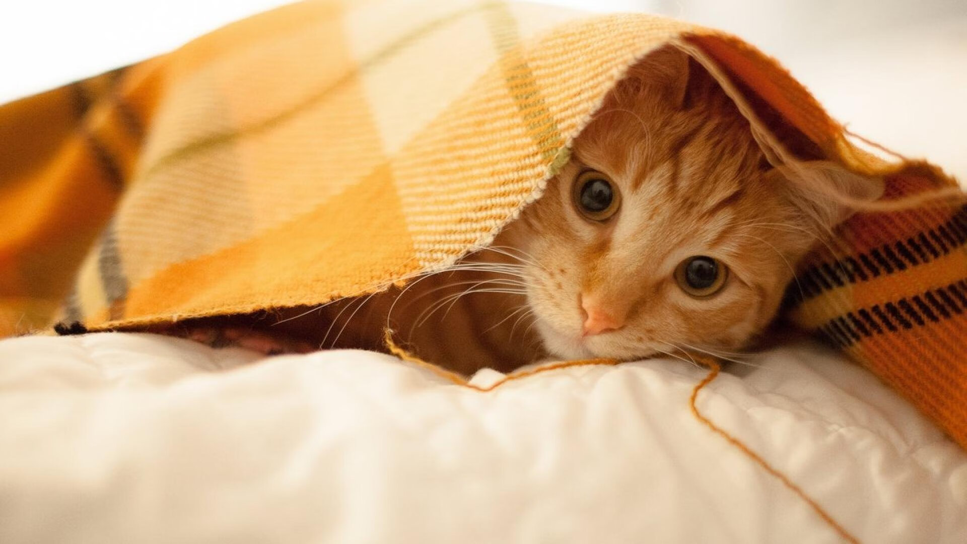 开云在线直播-世界杯精彩纷呈：激情无限，场场精彩！，世界杯片段