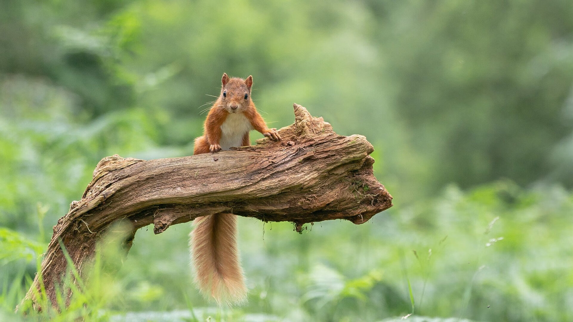 开云中国-亚历克斯·格林伍德在橄榄球锦标赛中发挥出色，成为防守新星，亚历克斯-格林伍德