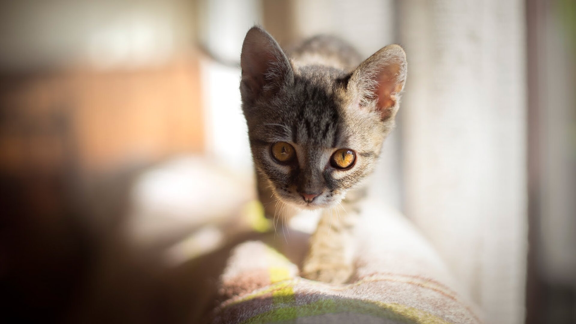 kaiyun体育综合-勇士后卫在训练中实现极限变向过人，勇士后卫是谁