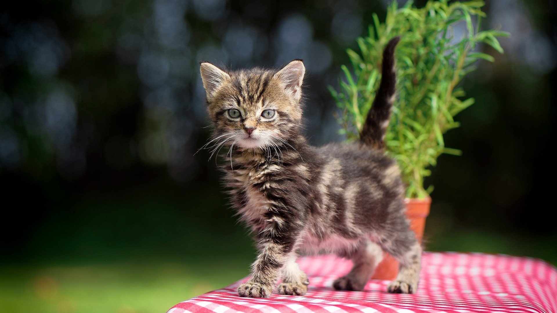印度女篮在亚洲锦标赛中拼搏,力图创造佳绩