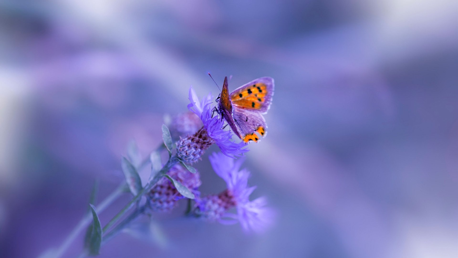 新球场设计方案通过审议预计将大幅提升观赛舒适度与容量，新足球场