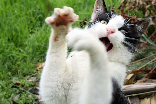 格林伍德在比赛中的冷静表现,使袋鼠队攻防转换更加高效,格林伍德速度快吗