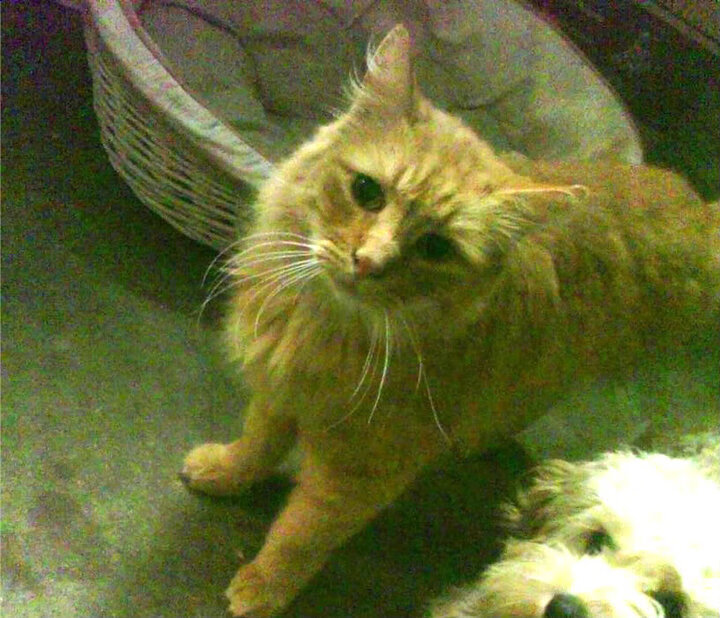 法甲炙热激战：一场场绝佳的攻防对抗