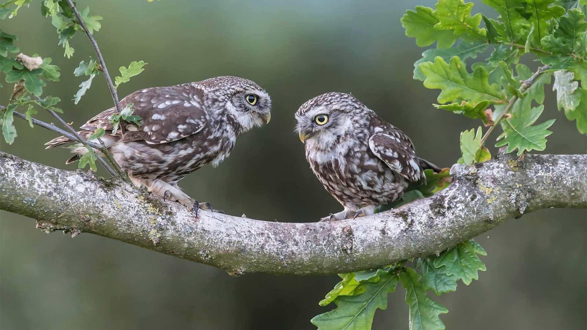 开云网页版登录入口-热火多次防守反击打成快速得分，热火控卫