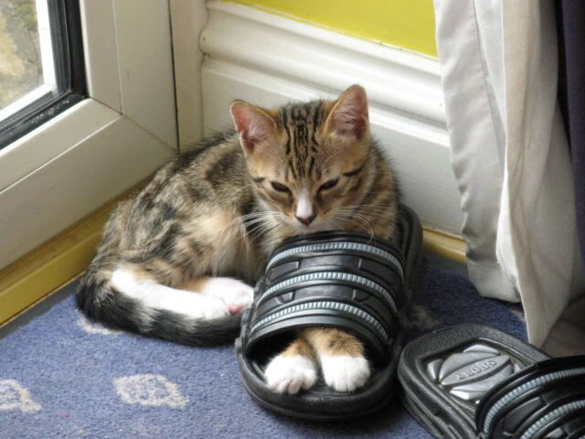 维尔·冯·威克：南非队锋线主力，压制对方防守的关键人物，维尔纳冯弗里奇